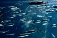 Fish and cephalopods