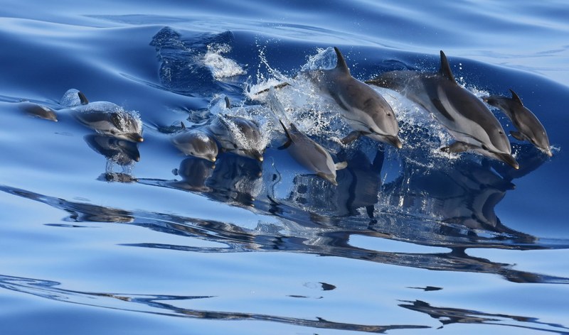 EU Mission “Restore our Oceans and Water”