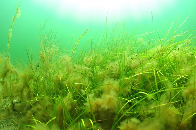 Eutrophication Eutrophication